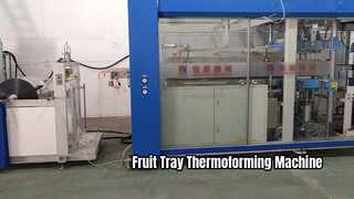 Fruit Tray Thermoforming Machine | Fruit Container Production | 4 Station | Hengxing